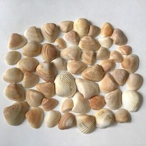 Seashells 50 Ark Clam Shells 1-1/4” to 2-1/2” Cream Tan Orange Beach Craft Decor